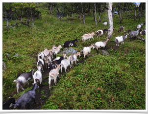 Goat herd heading to the upper meadows.